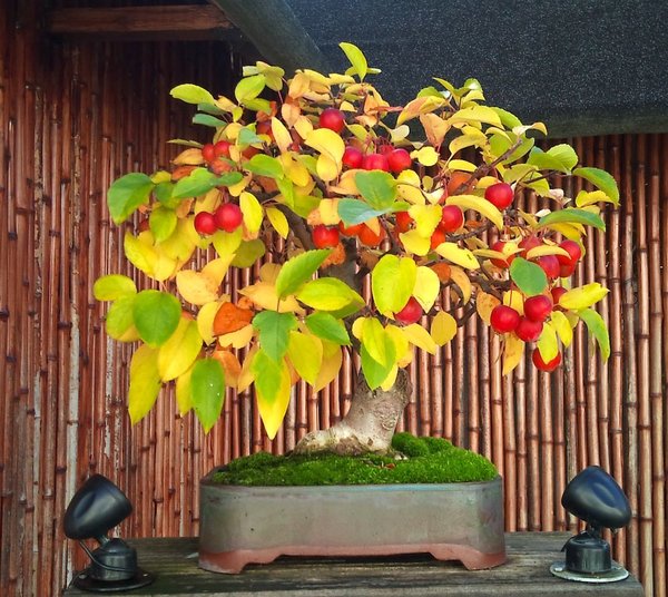 Malus Evereste