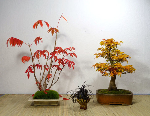 Herbst-Farbkombination etwas "patriotisch" ;-)
