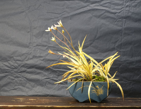 späte Blüten des Grassternchens<br />Rhodohypoxis baurii x Hypoxis parvula