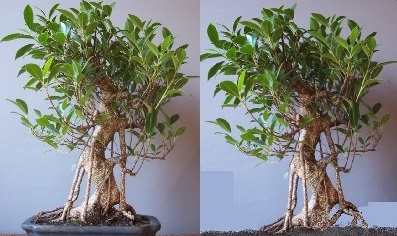Vergleichsbild Ficus Zuschnitt.jpg