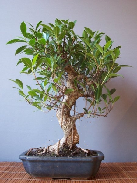 Ficus am 29.10.2016.jpg