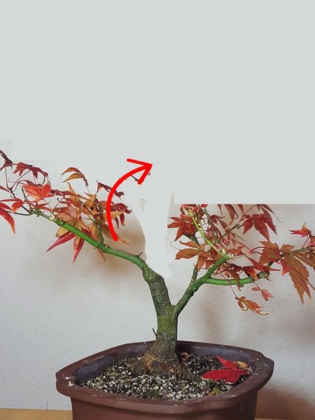 Roter Fächerahorn 1.2.jpg