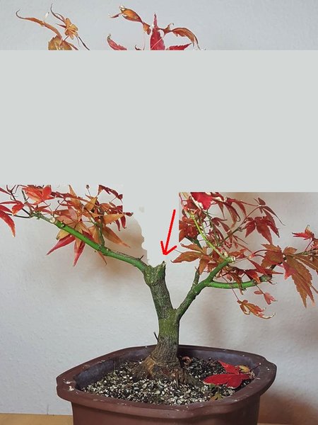 Roter Fächerahorn 2.jpg