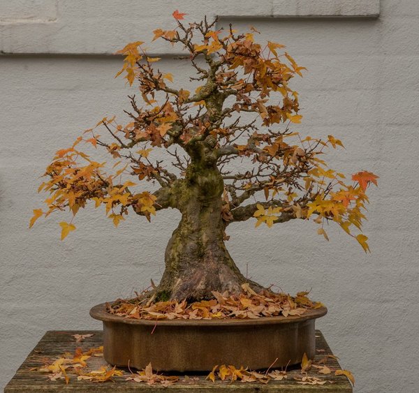 misi_herbst16_8.jpg