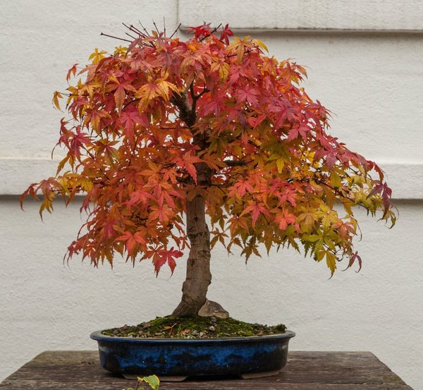 misi_herbst16_9.jpg
