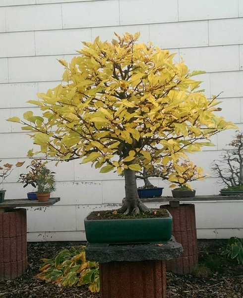 Malus sylvestris kompr1.11.2016.jpg