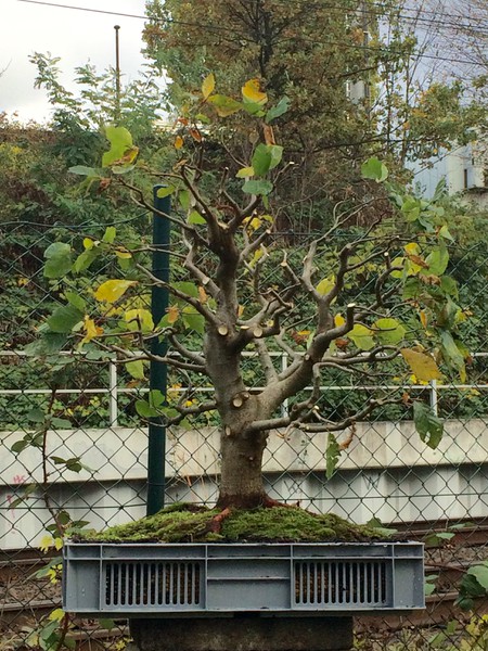 fagus.jpg