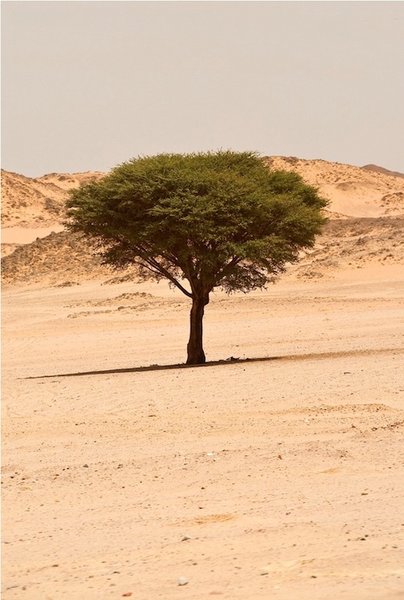 einzelner-baum-in-der-wuste.jpg