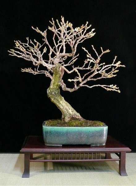 Heike_Wisteria_Virtutomsai1.jpg