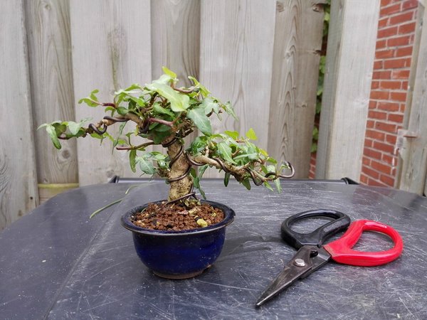 Entenfuss Hedera.jpg