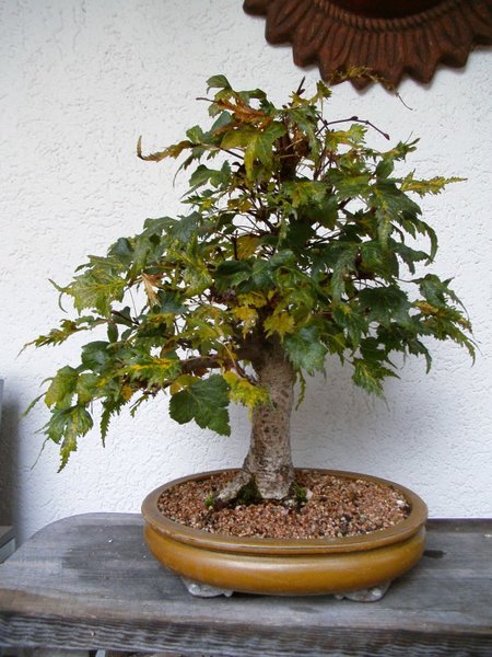 Linde in "Herbstfärbung"