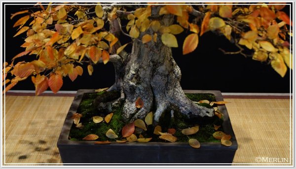 Carpinus2016Merlin1.jpg