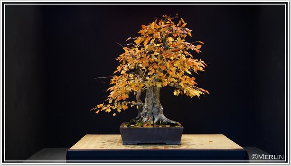 Carpinus2016Merlin2.jpg