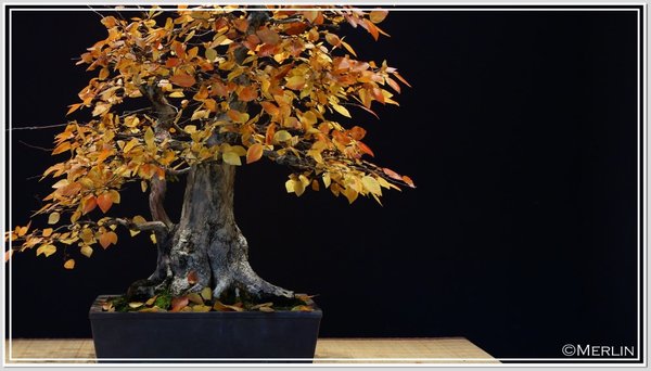 Carpinus2016Merlin3.jpg