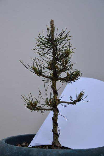5-jährige P. uncinata