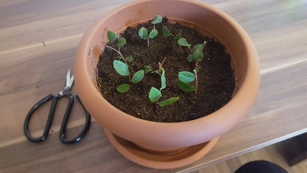 So wurden sie gesetzt.... etwas kurz ich weiß...