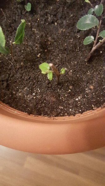 Das ist der willigste und Fortgeschrittenste.