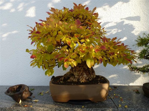 Herbst 16a (1).JPG