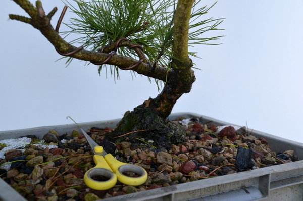 Bsp 1:  11/2016: Ich finde es überraschend, wie sehr sich dieser Baum in 5 Jahren verändert hat