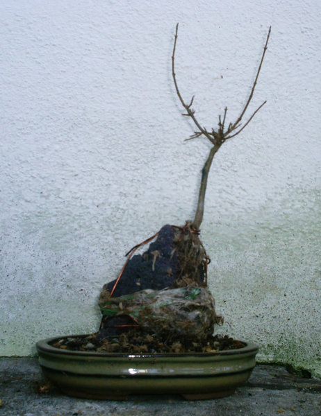 Acer_buerg_03.jpg