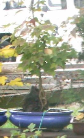 Acer_buerg_05.jpg