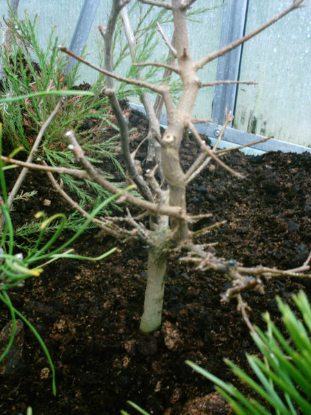 Acer_buerg_071.jpg