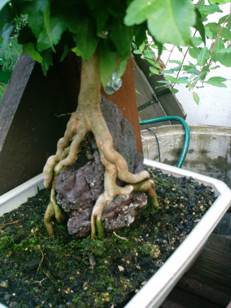 Acer_buerg_072.jpg