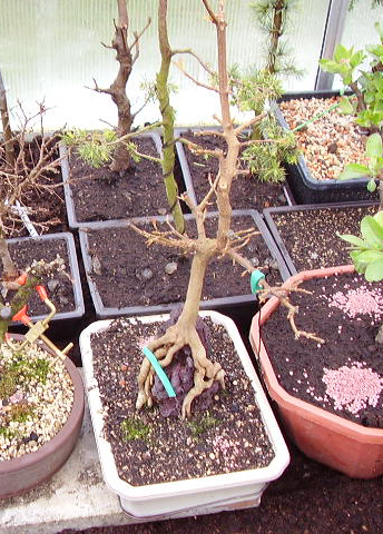 Acer_buerg_081.jpg