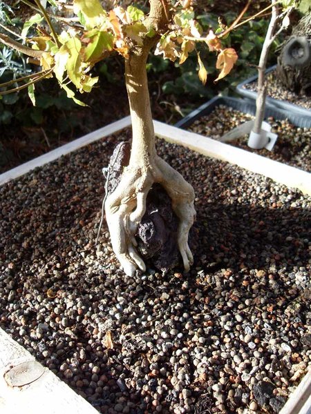 Acer_buerg_092.jpg
