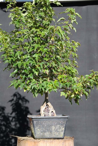Acer_buerg_11.jpg