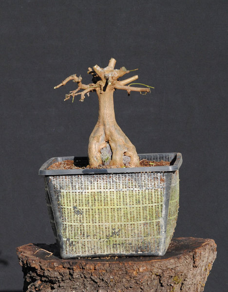 Acer_buerg_15.jpg