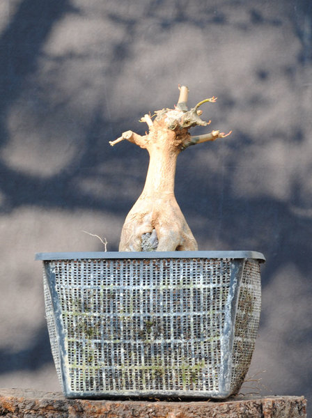 Acer_buerg_16.jpg