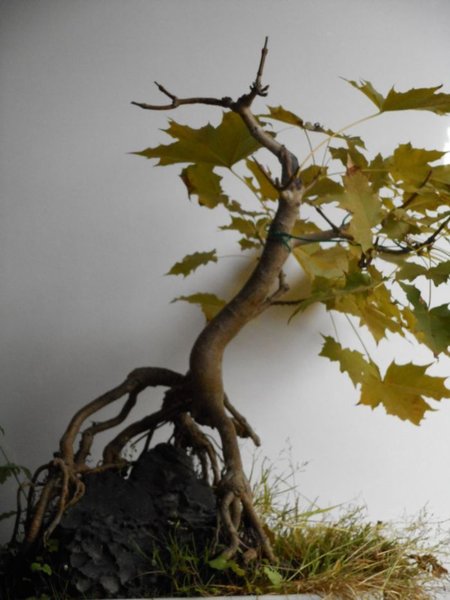 acer3.jpg
