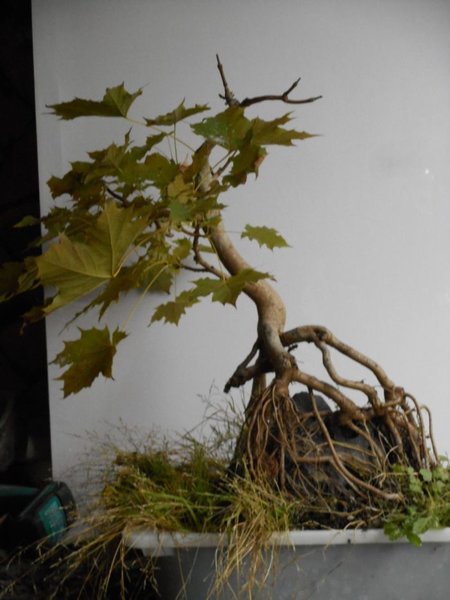 acer4.jpg