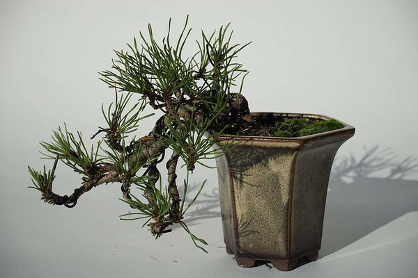 Herbst ´16, erstes Drahtkorsett
