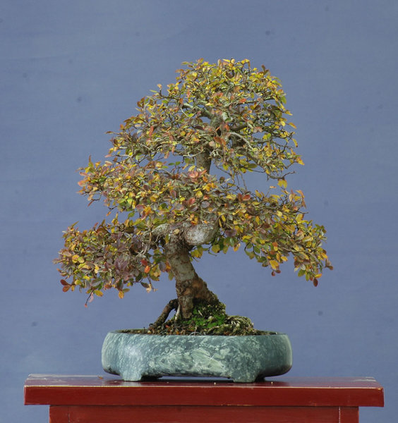Chinaulme1116A.jpg