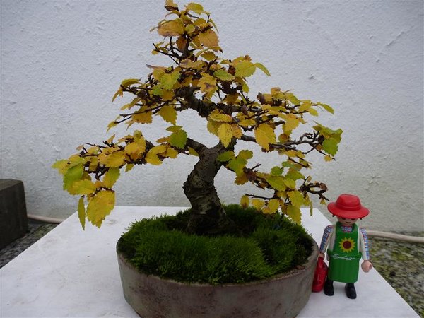kleine Feldulme