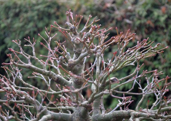 24.11.16 Detail, Spitze von re