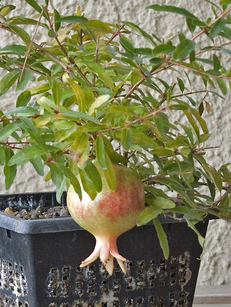 punica.jpg