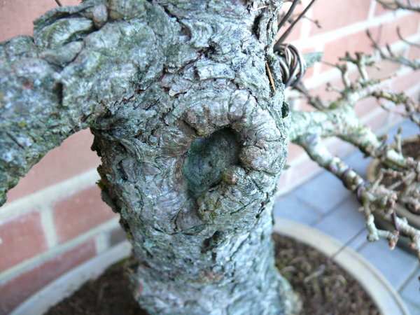 Die alten Stellen verwachsen gut.