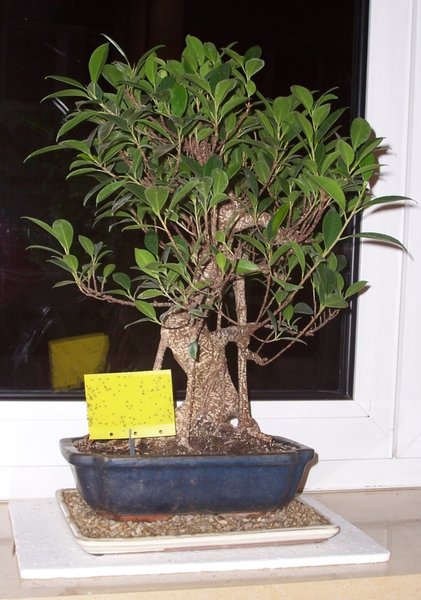 Ficus mit Trauermücken.jpg