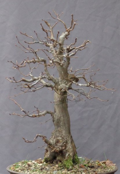 Hainbuche 75 1 201611.JPG