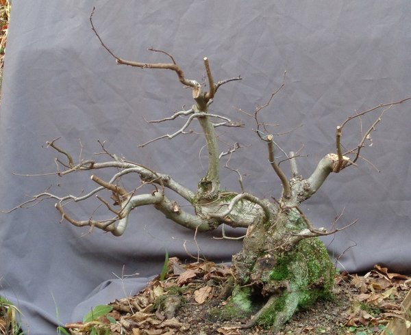Hainbuche Monster 2 201611.JPG