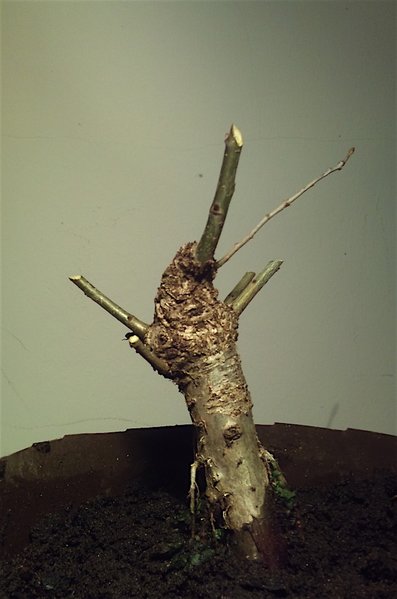Eichen-Shohin 14cm - 4 Jahre alt