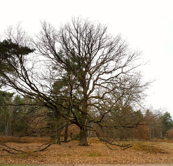 Eiche