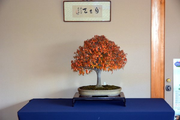 DSC_5985.JPG