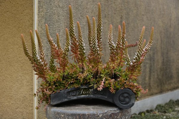 DSC_6028.JPG