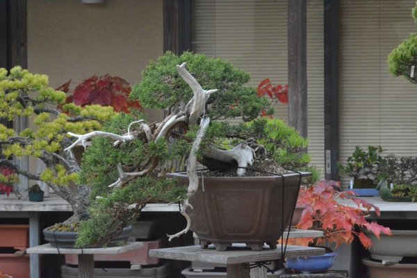 DSC_6035.JPG