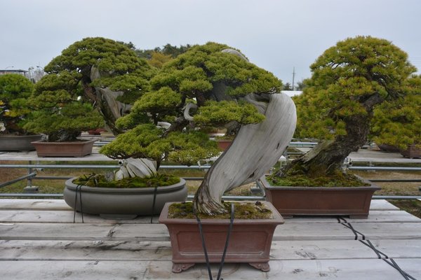 DSC_6070.JPG