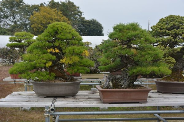 DSC_6072.JPG